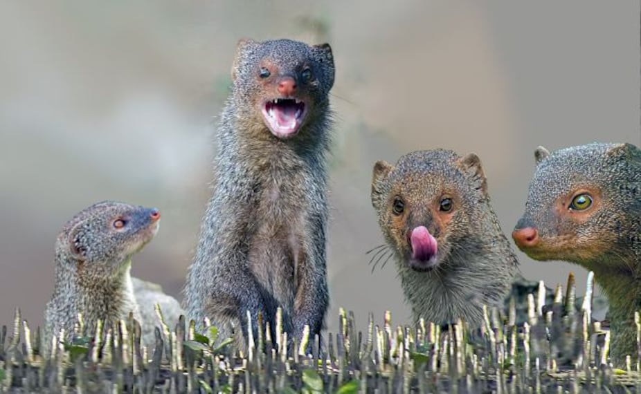 Haliday Wildlife Sanctuary_2